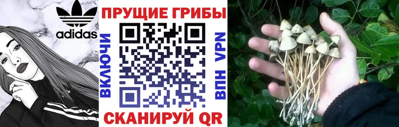 Галлюциногенные грибы Psilocybe  Гагарин 